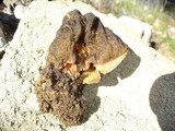 Verpa bohemica image