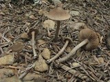 Inocybe lacera var. helobia image