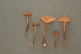 Inocybe lacera image