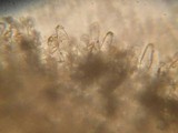 Inocybe lacera image