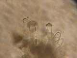 Inocybe lacera image