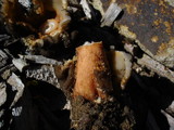 Verpa bohemica image