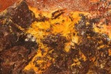 Hypomyces aurantius image