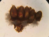 Hypomyces aurantius image