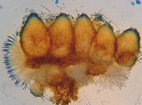 Hypomyces aurantius image