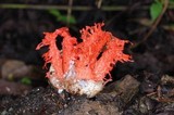 Laternea pusilla image