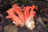 Laternea pusilla image
