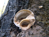 Bjerkandera adusta image