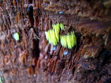 Mucronella flava image