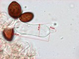 Panaeolus olivaceus image