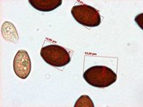 Panaeolus olivaceus image