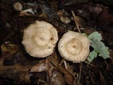 Rhodocybe popinalis image