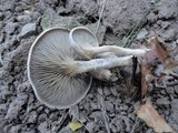 Rhodocybe popinalis image
