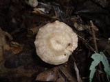 Rhodocybe popinalis image