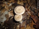 Rhodocybe popinalis image