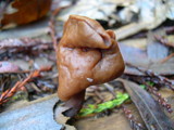 Gyromitra infula image