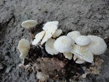 Marasmius delectans image