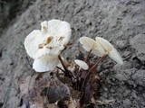 Marasmius delectans image