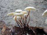 Marasmius delectans image