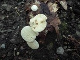 Marasmius delectans image