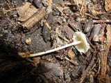 Resinomycena rhododendri image