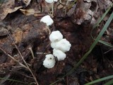 Resinomycena rhododendri image