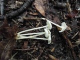 Resinomycena rhododendri image
