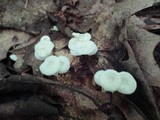 Resinomycena rhododendri image