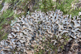 Sticta beauvoisii image