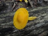 Humidicutis marginata image