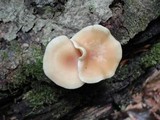 Lentinula boryana image