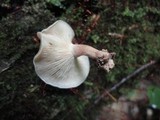 Lentinula boryana image