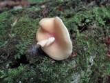 Lentinula boryana image