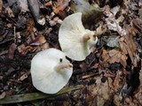 Lentinula boryana image