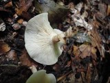 Lentinula boryana image