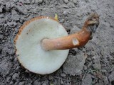 Gyroporus castaneus image