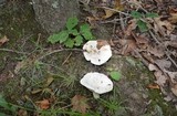 Lactarius piperatus image