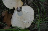 Lactarius piperatus image