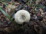 Rhodocybe popinalis image