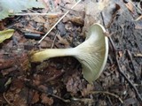 Rhodocybe popinalis image
