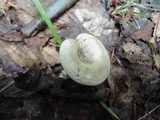 Rhodocybe popinalis image