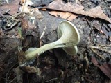 Rhodocybe popinalis image
