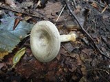 Rhodocybe popinalis image