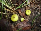 Entoloma incanum image