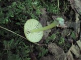 Entoloma incanum image