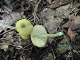 Entoloma incanum image