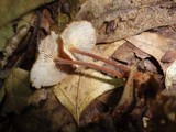 Gymnopus subnudus image