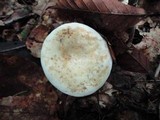 Lactarius glaucescens image