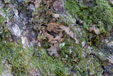 Sticta beauvoisii image