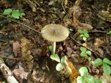 Amanita rhacopus image
